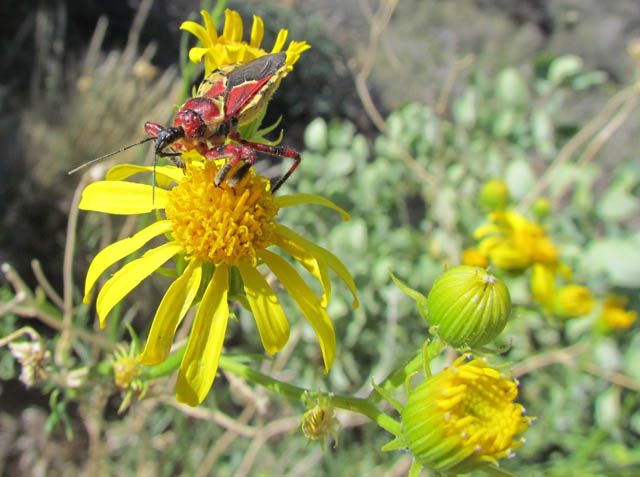 Yellow-belly Assassin Bug